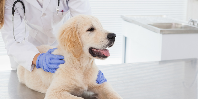 dog, veterinarian, Zoonotic Diseases, zoonotic diseases in cats and dogs, understanding zoonotic diseases, preventing zoonotic diseases, pet owners, pet health, Animal Emergency & Referral Center of Minnesota, emergency vet, Twin Cities emergency vet, Saint Paul animal emergency hospital, Twin Cities animal emergency hospital, Oakdale animal emergency hospital, east metro animal emergency hospital