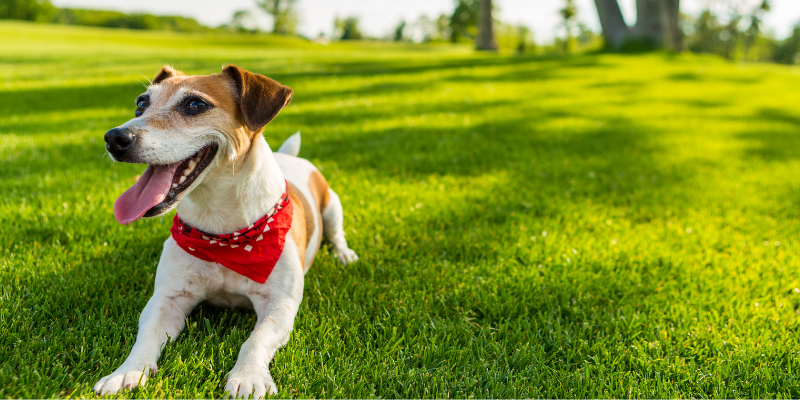 dog, bandana, grass, summer pet safety, pet health, pet safety, summer pet safety tips, summer pets, summer pet dangers, summer pet hazards, Animal Emergency & Referral Center of Minnesota, Twin Cities veterinary, Twin Cities emergency animal hospital, Saint Paul emergency animal hospital, Oakdale emergency animal hospital