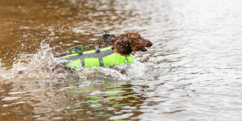 dog, swimming, summer pet safety, pet health, pet safety, summer pet safety tips, summer pets, summer pet dangers, summer pet hazards, Animal Emergency & Referral Center of Minnesota, Twin Cities veterinary, Twin Cities emergency animal hospital, Saint Paul emergency animal hospital, Oakdale emergency animal hospital