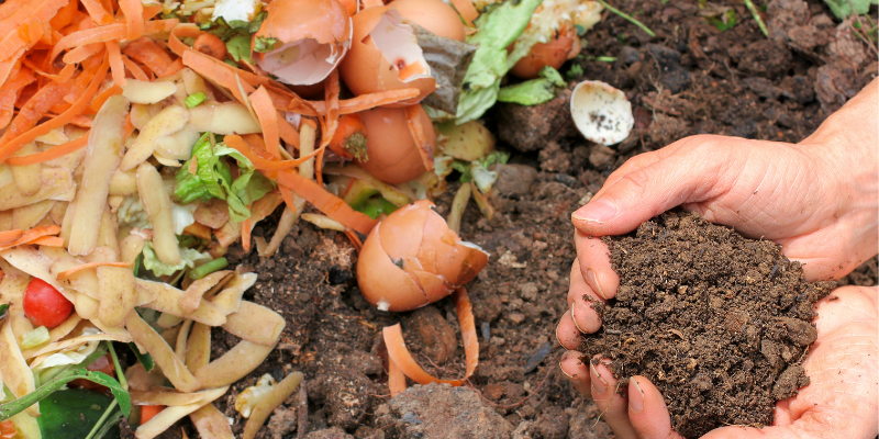 compost piles, gardening safety for pet owners, gardening toxins for pets, pet toxins, pet toxins in the garden, pet hazards in the garden, garden safety for pets, Animal Emergency & Referral Center of Minnesota, Twin Cities emergency vet, Oakdale emergency vet, St. Paul emergency vet, spring pet toxins, spring pet hazards