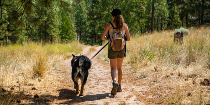 dog, hiking, summer pet safety, pet health, pet safety, summer pet safety tips, summer pets, summer pet dangers, summer pet hazards, Animal Emergency & Referral Center of Minnesota, Twin Cities veterinary, Twin Cities emergency animal hospital, Saint Paul emergency animal hospital, Oakdale emergency animal hospital