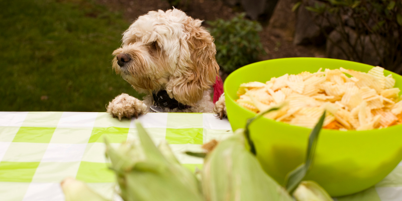 dog, bbq, picnic, summer pet safety, pet health, pet safety, summer pet safety tips, summer pets, summer pet dangers, summer pet hazards, Animal Emergency & Referral Center of Minnesota, Twin Cities veterinary, Twin Cities emergency animal hospital, Saint Paul emergency animal hospital, Oakdale emergency animal hospital