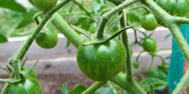unripe tomatoes, vegetable garden, gardening safety for pet owners, gardening toxins for pets, pet toxins, pet toxins in the garden, pet hazards in the garden, garden safety for pets, Animal Emergency & Referral Center of Minnesota, Twin Cities emergency vet, Oakdale emergency vet, St. Paul emergency vet, spring pet toxins, spring pet hazards