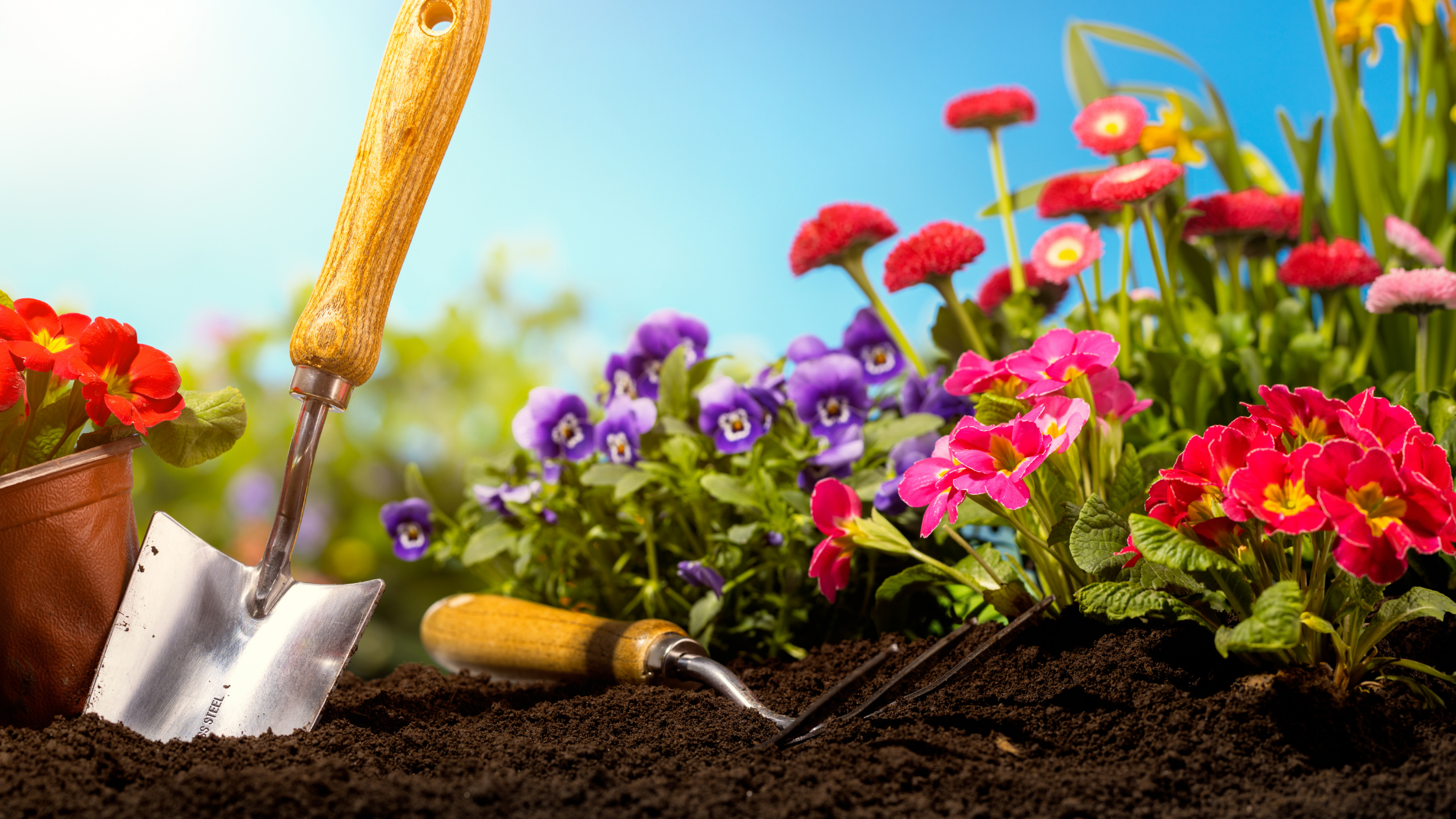 Seven Common Pet Toxins in Your Garden