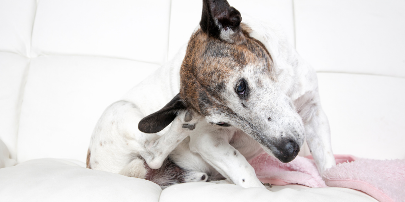 itchy dog, dog scratching ear, itchy pets, allergies in pets, pet allergies, managing your pet's itch, managing your pet's allergies, board-certified veterinary dermatologist, AERC Dermatology Service, veterinary dermatology, dermatology for pets, Animal Emergency & Referral Center of Minnesota, Andrea Meyer, DVM, DACVD, pet health, veterinary medicine