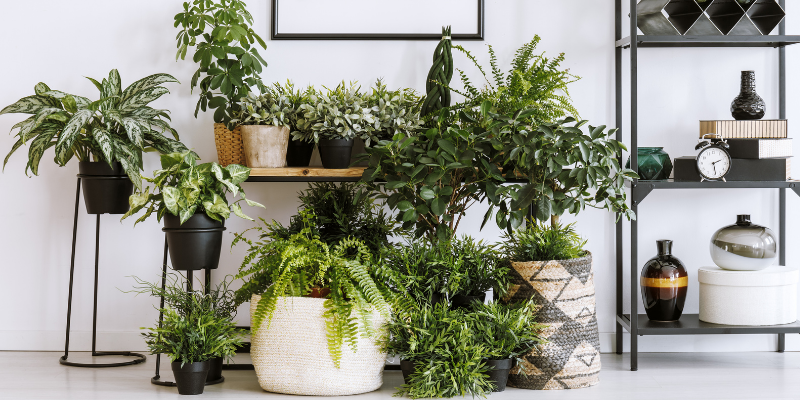 houseplant toxicity in pets, houseplants, toxic houseplants, pet toxins, pet poisons, pet dangers, houseplants and pets, toxic houseplants to dogs, toxic houseplants to cats, toxic houseplants to pets, pet safety, Animal Emergency & Referral Center of Minnesota, Twin Cities emergency veterinarian, Saint Paul emergency veterinarian, Oakdale animal emergency hospital