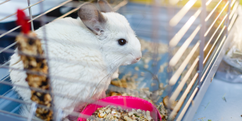 chinchilla, kennel, outside, summer safety for exotic pets, managing heat for exotic pets, heat safety for exotic pets, Avian and Exotic Medicine, Minnesota veterinary referral center, Animal Emergency & Referral Center of MInnesota, Twin Cities exotic pets, Twin Cities Avian and Exotic Medicine, AvEx