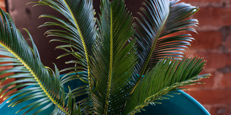 sago palm, houseplant toxicity in pets, houseplants, toxic houseplants, pet toxins, pet poisons, pet dangers, houseplants and pets, toxic houseplants to dogs, toxic houseplants to cats, toxic houseplants to pets, pet safety, Animal Emergency & Referral Center of Minnesota, Twin Cities emergency veterinarian, Saint Paul emergency veterinarian, Oakdale animal emergency hospital