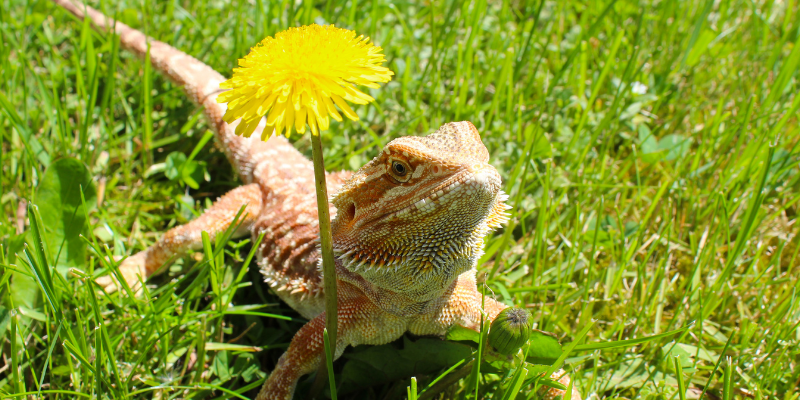 bearded dragon, dandelion, flowers, grass, summer safety for exotic pets, managing heat for exotic pets, heat safety for exotic pets, Avian and Exotic Medicine, Minnesota veterinary referral center, Animal Emergency & Referral Center of MInnesota, Twin Cities exotic pets, Twin Cities Avian and Exotic Medicine, AvEx