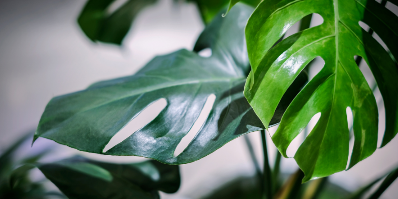 Monstera Deliciosa, houseplant toxicity in pets, houseplants, toxic houseplants, pet toxins, pet poisons, pet dangers, houseplants and pets, toxic houseplants to dogs, toxic houseplants to cats, toxic houseplants to pets, pet safety, Animal Emergency & Referral Center of Minnesota, Twin Cities emergency veterinarian, Saint Paul emergency veterinarian, Oakdale animal emergency hospital