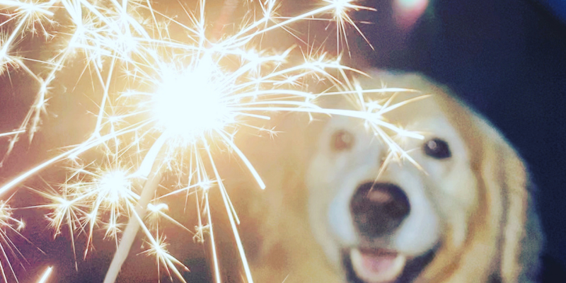 pets, sparklers, dog, fireworks, pet safety, pet dangers, fireworks safety for pet owners, Fourth of July, Fourth of July pet dangers, Fourth of July pet safety, no fireworks for pets, Twin Cities emergency vet, Animal Emergency & Referral Center of Minnesota, Saint Paul animal emergency hospital, Oakdale animal emergency hospital, veterinary, pet health