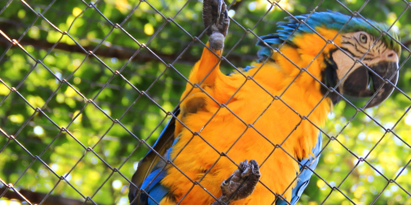 parrot, enclosure, aviary, birds, summer safety for exotic pets, managing heat for exotic pets, heat safety for exotic pets, Avian and Exotic Medicine, Minnesota veterinary referral center, Animal Emergency & Referral Center of MInnesota, Twin Cities exotic pets, Twin Cities Avian and Exotic Medicine, AvEx