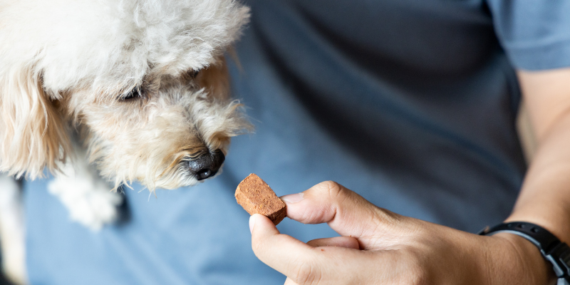 dog, heartworm preventative, insect repellent toxicity, DEET, citronella, preventatives, pet dangers, pet toxins, pet health, summer pet toxins, Animal Emergency & Referral Center of Minnesota, Twin Cities emergency vet, Twin Cities ER vet