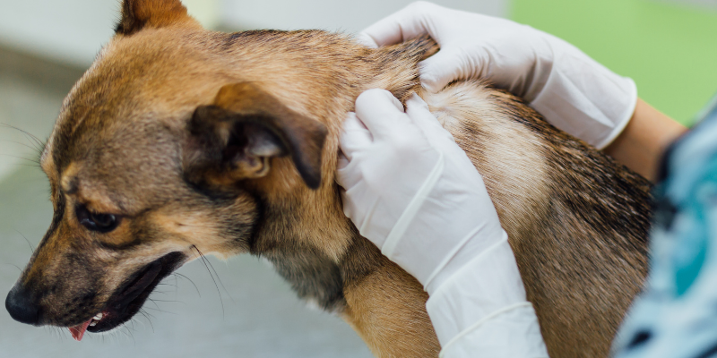 dog, veterinary exam, itchy pets, allergies in pets, pet allergies, managing your pet's itch, managing your pet's allergies, board-certified veterinary dermatologist, AERC Dermatology Service, veterinary dermatology, dermatology for pets, Animal Emergency & Referral Center of Minnesota, Andrea Meyer, DVM, DACVD, pet health, veterinary medicine