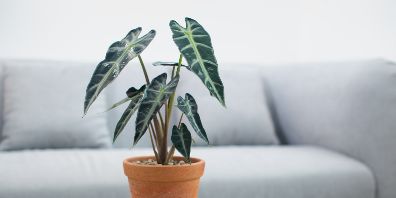 Alocasia, Caladium, Elephant's Ear, houseplant toxicity in pets, houseplants, toxic houseplants, pet toxins, pet poisons, pet dangers, houseplants and pets, toxic houseplants to dogs, toxic houseplants to cats, toxic houseplants to pets, pet safety, Animal Emergency & Referral Center of Minnesota, Twin Cities emergency veterinarian, Saint Paul emergency veterinarian, Oakdale animal emergency hospital