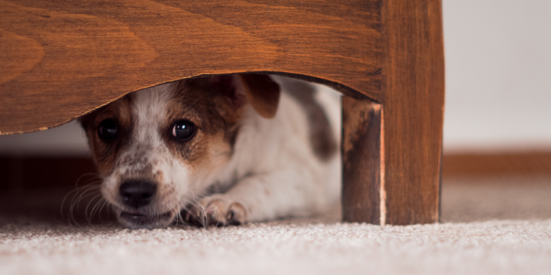 dog, hiding, noise anxiety, noise aversion, fireworks anxiety, fireworks, pet safety, pet dangers, fireworks safety for pet owners, Fourth of July, Fourth of July pet dangers, Fourth of July pet safety, no fireworks for pets, Twin Cities emergency vet, Animal Emergency & Referral Center of Minnesota, Saint Paul animal emergency hospital, Oakdale animal emergency hospital, veterinary, pet health