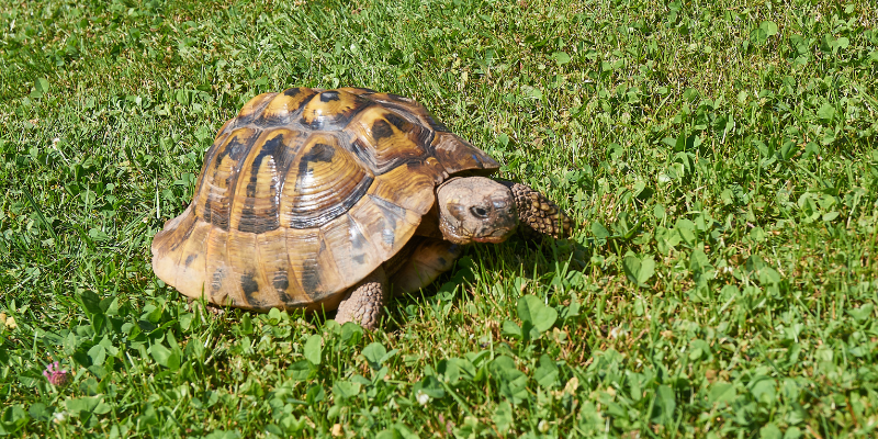 tortoise, outside, grass, summer safety for exotic pets, managing heat for exotic pets, heat safety for exotic pets, Avian and Exotic Medicine, Minnesota veterinary referral center, Animal Emergency & Referral Center of MInnesota, Twin Cities exotic pets, Twin Cities Avian and Exotic Medicine, AvEx