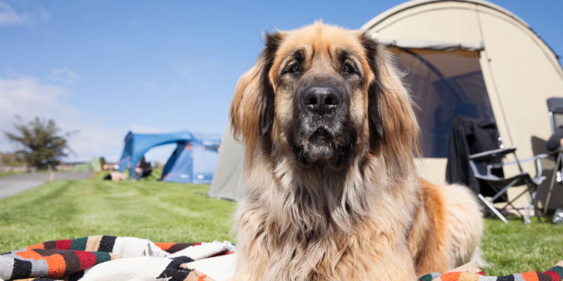 dog, camping, outdoors, outside, insect repellent toxicity, DEET, citronella, preventatives, pet dangers, pet toxins, pet health, summer pet toxins, Animal Emergency & Referral Center of Minnesota, Twin Cities emergency vet, Twin Cities ER vet