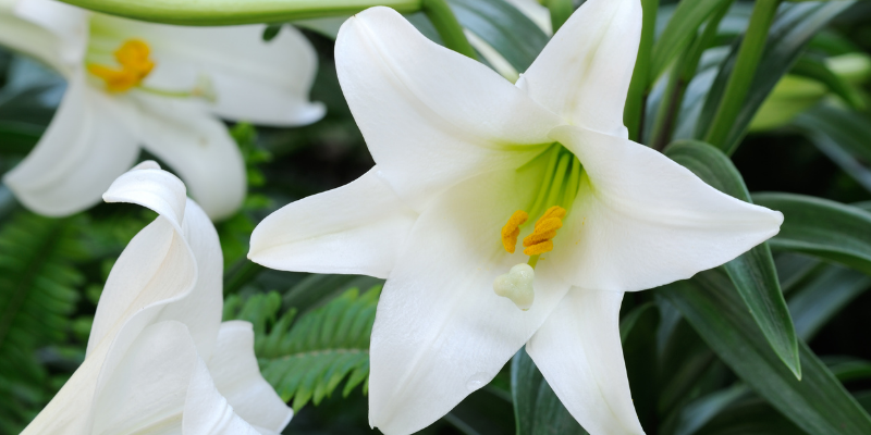 lilies, Easter lilies, day lilies, houseplant toxicity in pets, houseplants, toxic houseplants, pet toxins, pet poisons, pet dangers, houseplants and pets, toxic houseplants to dogs, toxic houseplants to cats, toxic houseplants to pets, pet safety, Animal Emergency & Referral Center of Minnesota, Twin Cities emergency veterinarian, Saint Paul emergency veterinarian, Oakdale animal emergency hospital