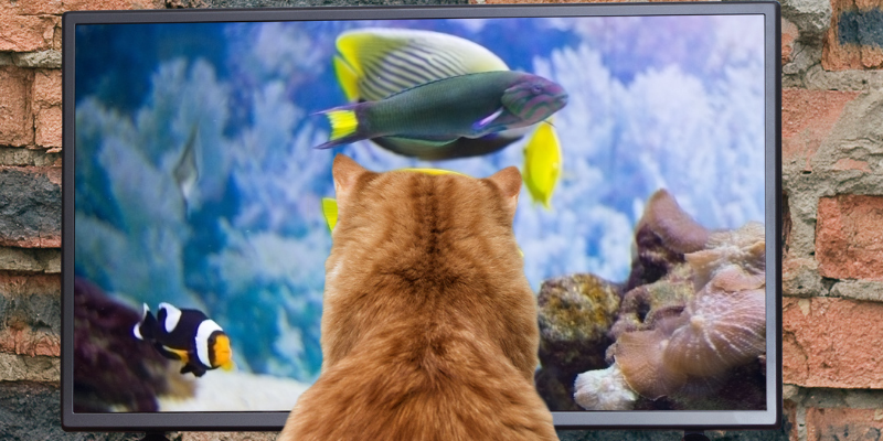 cat, TV, fireworks, pet safety, pet dangers, fireworks safety for pet owners, Fourth of July, Fourth of July pet dangers, Fourth of July pet safety, no fireworks for pets, Twin Cities emergency vet, Animal Emergency & Referral Center of Minnesota, Saint Paul animal emergency hospital, Oakdale animal emergency hospital, veterinary, pet health