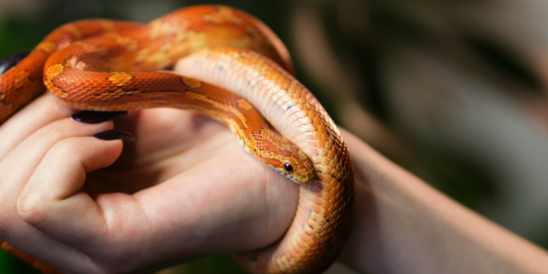 snake, hand, summer safety for exotic pets, managing heat for exotic pets, heat safety for exotic pets, Avian and Exotic Medicine, Minnesota veterinary referral center, Animal Emergency & Referral Center of MInnesota, Twin Cities exotic pets, Twin Cities Avian and Exotic Medicine, AvEx