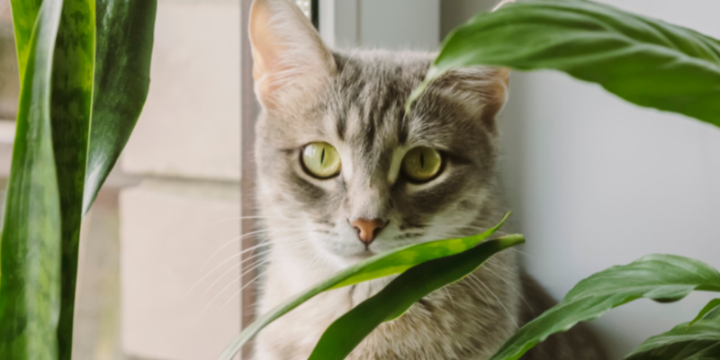 cat, plants, houseplant toxicity in pets, houseplants, toxic houseplants, pet toxins, pet poisons, pet dangers, houseplants and pets, toxic houseplants to dogs, toxic houseplants to cats, toxic houseplants to pets, pet safety, Animal Emergency & Referral Center of Minnesota, Twin Cities emergency veterinarian, Saint Paul emergency veterinarian, Oakdale animal emergency hospital