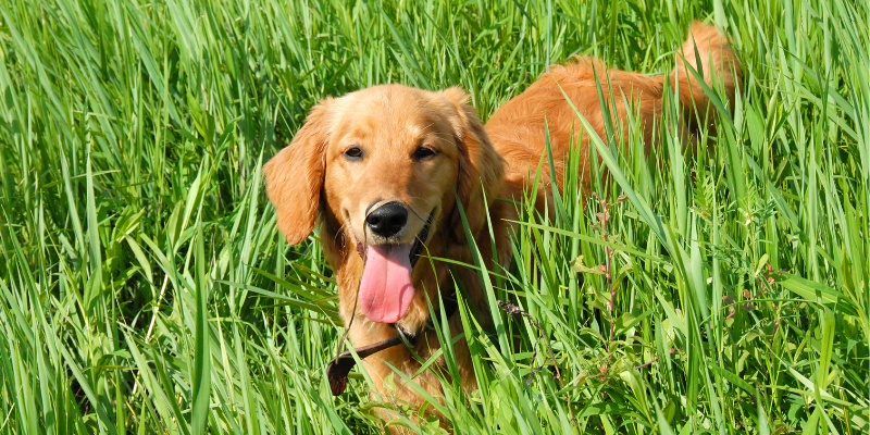 dog, grass, environmental allergies, itchy pets, allergies in pets, pet allergies, managing your pet's itch, managing your pet's allergies, board-certified veterinary dermatologist, AERC Dermatology Service, veterinary dermatology, dermatology for pets, Animal Emergency & Referral Center of Minnesota, Andrea Meyer, DVM, DACVD, pet health, veterinary medicine