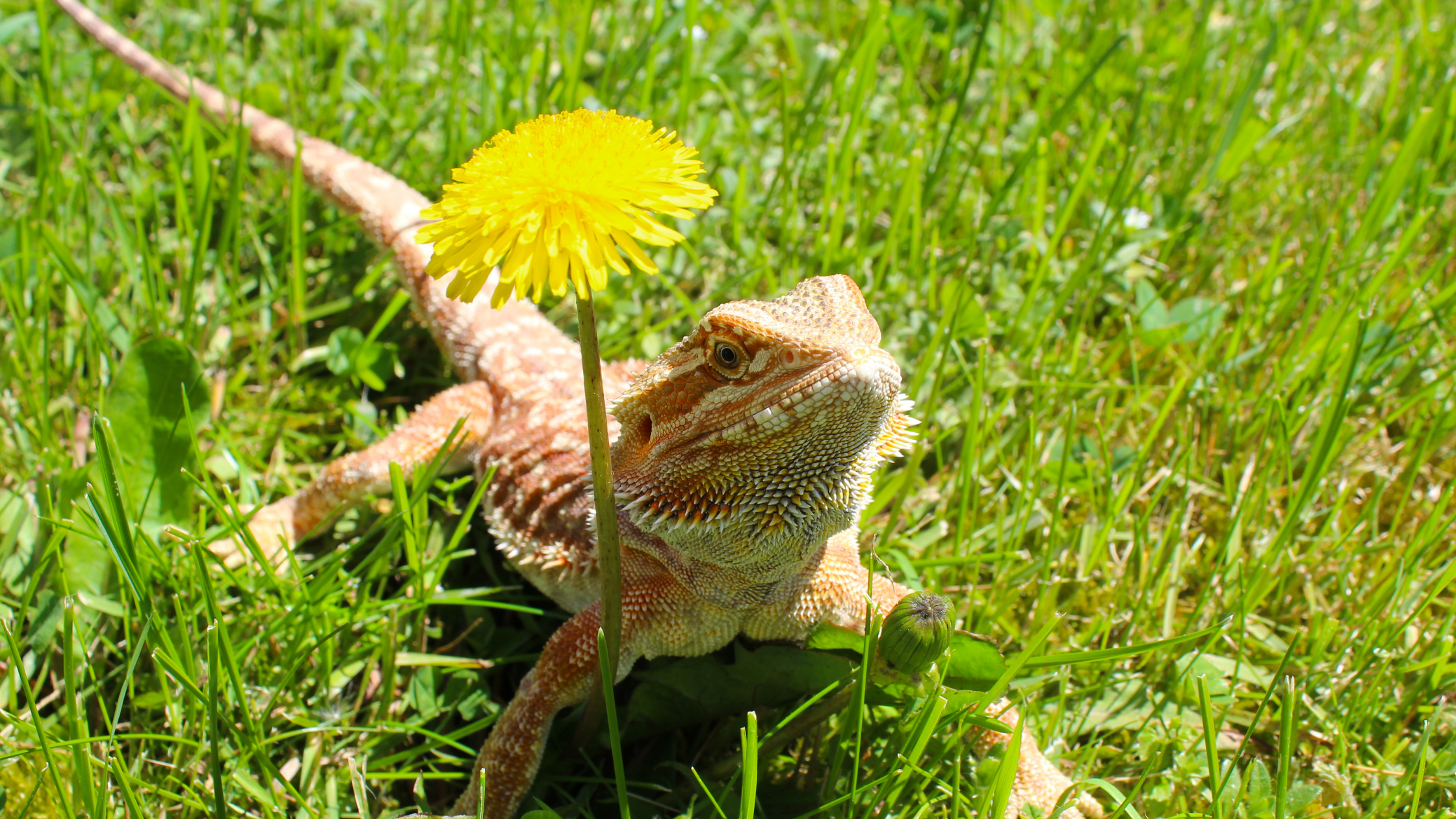 Summer Heat & Outdoor Time for Exotic Pets