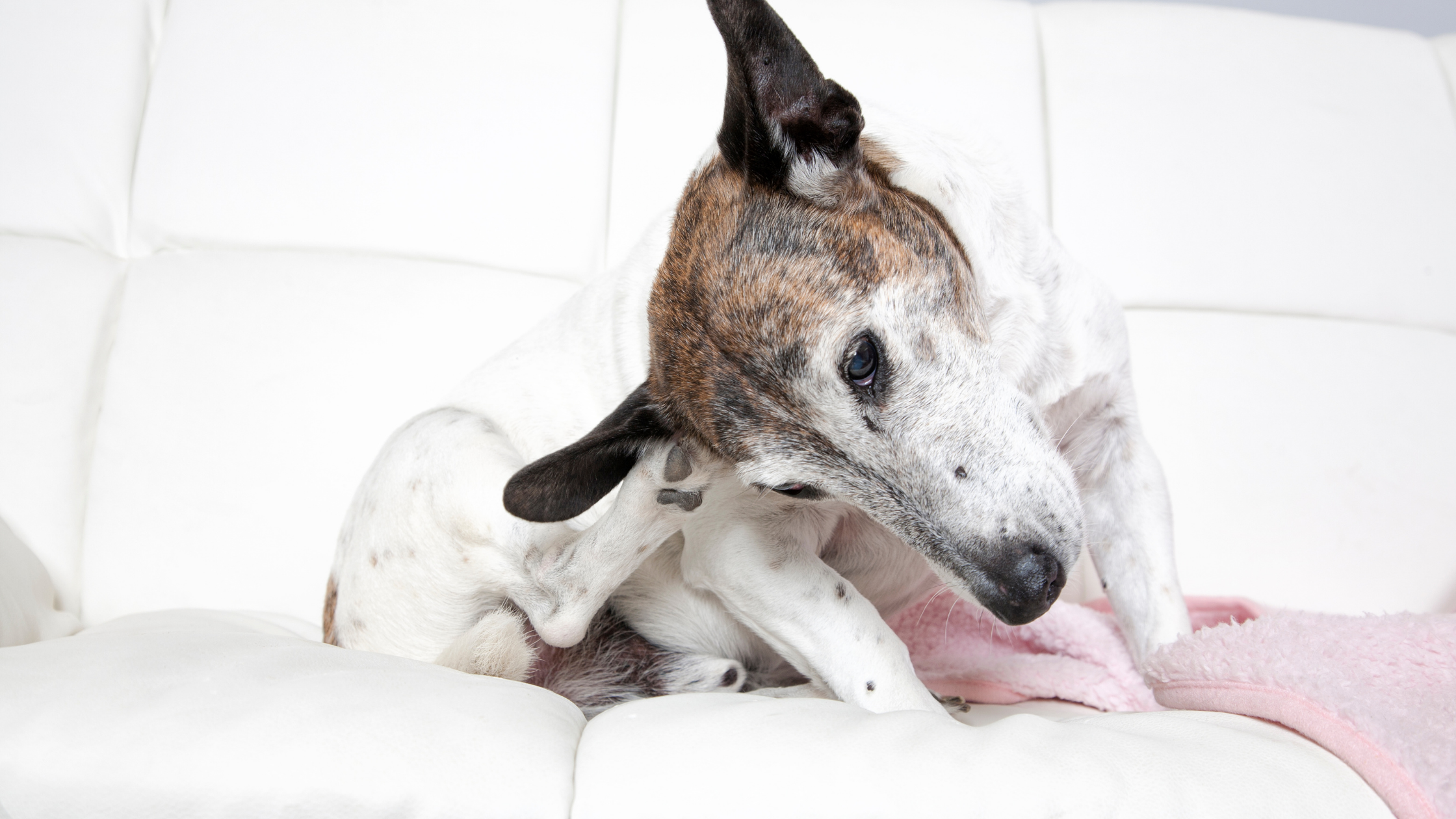 Managing the Cause of Your Pet’s Itch
