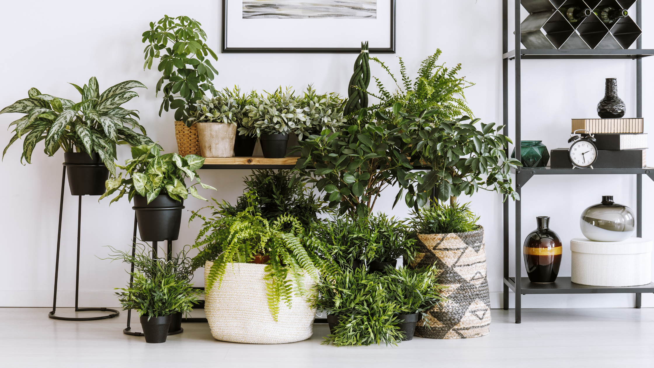 Four Common Houseplants that are Toxic to Cats and Dogs