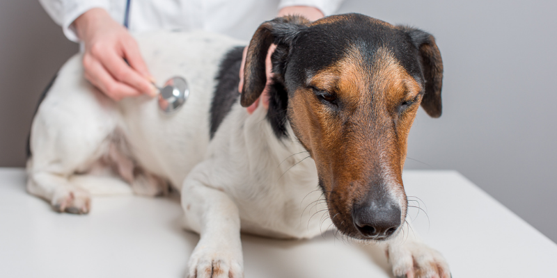 dog, exam, preventable pet emergencies, preventable pet ER visits, pet emergencies, Twin Cities emergency veterinarian, Twin Cities animal emergency hospital, ER vet, Animal Emergency & Referral Center of Minnesota, pet emergencies, common pet emergencies, Saint Paul emergency vet, oakdale emergency vet