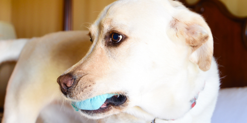 dog, foreign body, sock, preventable pet emergencies, preventable pet ER visits, pet emergencies, Twin Cities emergency veterinarian, Twin Cities animal emergency hospital, ER vet, Animal Emergency & Referral Center of Minnesota, pet emergencies, common pet emergencies, Saint Paul emergency vet, oakdale emergency vet