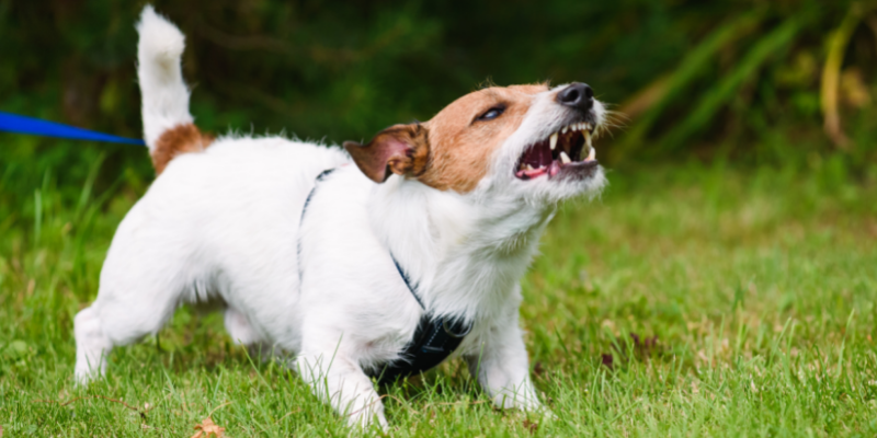 dog, aggressive, barking, preventable pet emergencies, preventable pet ER visits, pet emergencies, Twin Cities emergency veterinarian, Twin Cities animal emergency hospital, ER vet, Animal Emergency & Referral Center of Minnesota, pet emergencies, common pet emergencies, Saint Paul emergency vet, oakdale emergency vet