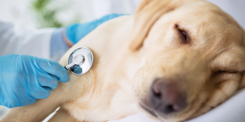 sick dog, veterinary exam, dog, currant toxicity in pets, currant poisoning in pets, grape toxicity in pets, raisin toxicity in pets, sultanas toxicity in pets, Animal Emergency & Referral Center of Minnesota, emergency vet, Twin Cities emergency vet, Oakdale emergency vet, pet health, pet toxins, Zante currants