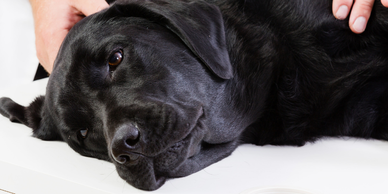 sick dog, veterinary clinic, lethargic, Sand Impaction, Sand Impaction in dogs, dog health, dogs at the beach, beach dangers for pets, beach dangers for dogs, summer pet dangers, Animal Emergency & Referral Center of Minnesota, Twin Cities emergency veterinarian, Saint Paul emergency veterinarian, Oakdale emergency veterinarian