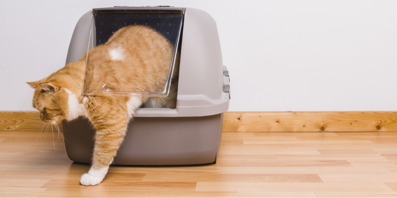 cat, litter box, preventable pet emergencies, preventable pet ER visits, pet emergencies, Twin Cities emergency veterinarian, Twin Cities animal emergency hospital, ER vet, Animal Emergency & Referral Center of Minnesota, pet emergencies, common pet emergencies, Saint Paul emergency vet, oakdale emergency vet