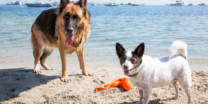 dogs, playing, beach, sand, Sand Impaction, Sand Impaction in dogs, dog health, dogs at the beach, beach dangers for pets, beach dangers for dogs, summer pet dangers, Animal Emergency & Referral Center of Minnesota, Twin Cities emergency veterinarian, Saint Paul emergency veterinarian, Oakdale emergency veterinarian