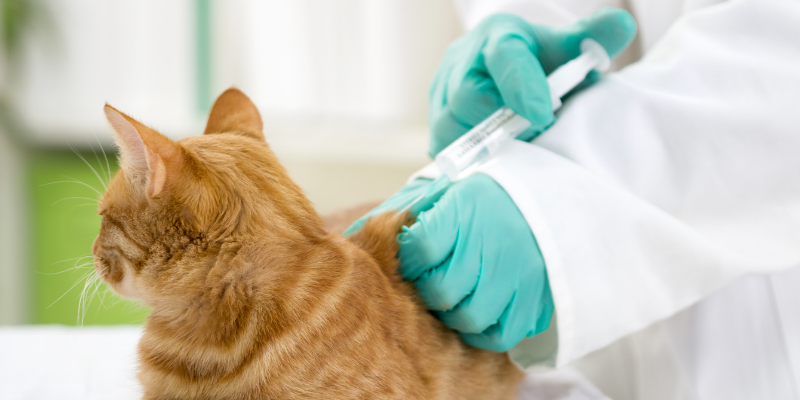 cat, vet exam, vaccinations, preventable pet emergencies, preventable pet ER visits, pet emergencies, Twin Cities emergency veterinarian, Twin Cities animal emergency hospital, ER vet, Animal Emergency & Referral Center of Minnesota, pet emergencies, common pet emergencies, Saint Paul emergency vet, oakdale emergency vet