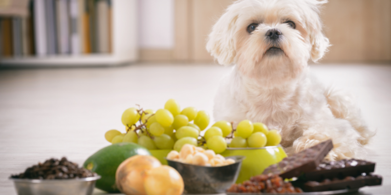 dog, pet toxins, pet poisons, food, preventable pet emergencies, preventable pet ER visits, pet emergencies, Twin Cities emergency veterinarian, Twin Cities animal emergency hospital, ER vet, Animal Emergency & Referral Center of Minnesota, pet emergencies, common pet emergencies, Saint Paul emergency vet, oakdale emergency vet