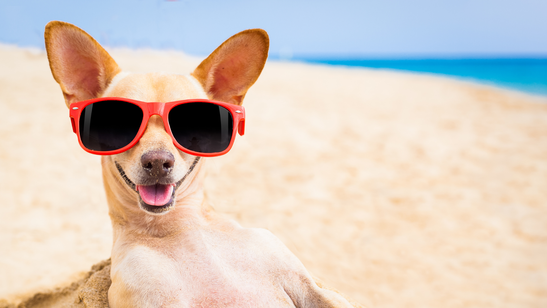 Sand Impaction in Dogs: What Happens When Your Dog Eats Too Much Sand