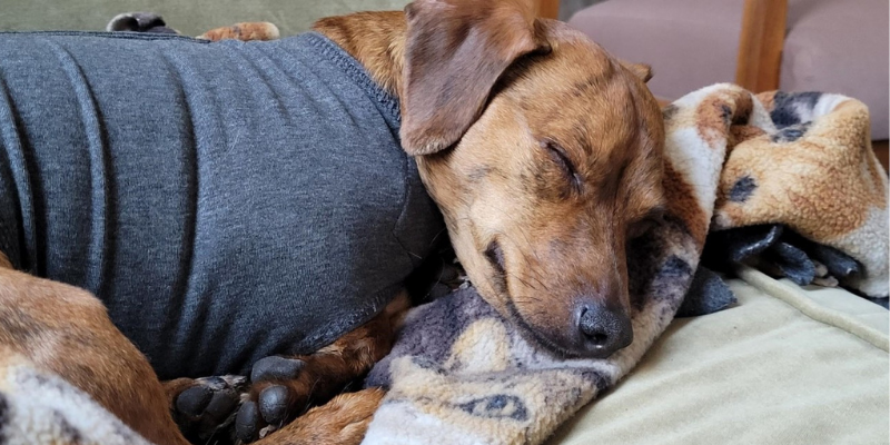 dog, sleeping, reactive dogs, reactive dog tips, reactive dogs advice, Animal Emergency & Referral Center of Minnesota, pet health, pet safety, Twin Cities veterinary clinic, Twin Cities emergency vet