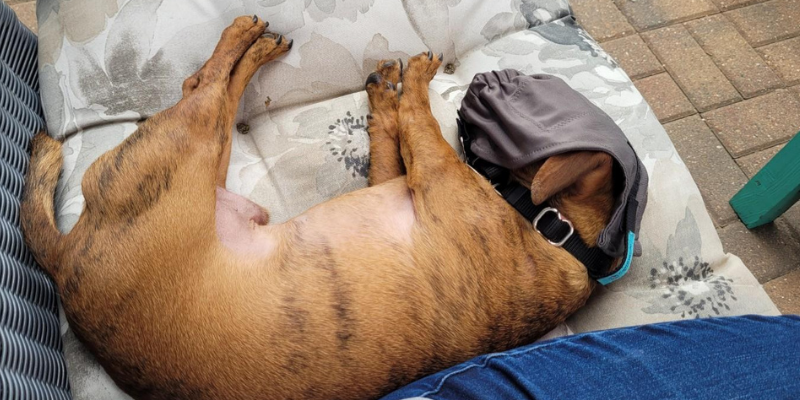 dog, cloth muzzle, reactive dogs, reactive dog tips, reactive dogs advice, Animal Emergency & Referral Center of Minnesota, pet health, pet safety, Twin Cities veterinary clinic, Twin Cities emergency vet