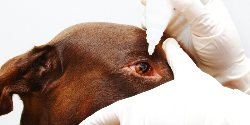 dog, eye drops, veterinary ophthalmology, board-certified ophthalmologist, ophthalmology for pets, eye health for pets, pet eye health, pet health, Animal Emergency & Referral Center of Minnesota, AERC Ophthalmology, Twin Cities veterinary ophthalmology, Twin Cities veterinary ophthalmologist, Twin Cities board-certified veterinary ophthalmologist, Minnesota veterinary ophthalmology, Saint Paul veterinary ophthalmology, Minneapolis veterinary ophthalmology, Oakdale veterinary ophthalmology, veterinary medicine, specialty vet, veterinary referral center 