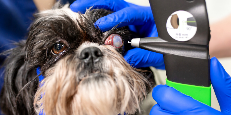 dog, eye pressure, tonometry, veterinary ophthalmology, board-certified ophthalmologist, ophthalmology for pets, eye health for pets, pet eye health, pet health, Animal Emergency & Referral Center of Minnesota, AERC Ophthalmology, Twin Cities veterinary ophthalmology, Twin Cities veterinary ophthalmologist, Twin Cities board-certified veterinary ophthalmologist, Minnesota veterinary ophthalmology, Saint Paul veterinary ophthalmology, Minneapolis veterinary ophthalmology, Oakdale veterinary ophthalmology, veterinary medicine, specialty vet, veterinary referral center 