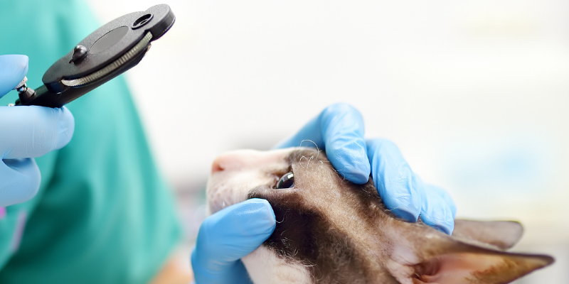 cat, eye exam, veterinary ophthalmology, board-certified ophthalmologist, ophthalmology for pets, eye health for pets, pet eye health, pet health, Animal Emergency & Referral Center of Minnesota, AERC Ophthalmology, Twin Cities veterinary ophthalmology, Twin Cities veterinary ophthalmologist, Twin Cities board-certified veterinary ophthalmologist, Minnesota veterinary ophthalmology, Saint Paul veterinary ophthalmology, Minneapolis veterinary ophthalmology, Oakdale veterinary ophthalmology, veterinary medicine, specialty vet, veterinary referral center 