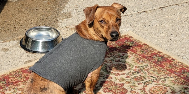 dog, vest, reactive dogs, reactive dog tips, reactive dogs advice, Animal Emergency & Referral Center of Minnesota, pet health, pet safety, Twin Cities veterinary clinic, Twin Cities emergency vet