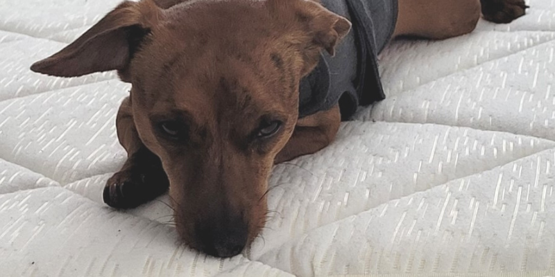 dog, blanket, reactive dogs, reactive dog tips, reactive dogs advice, Animal Emergency & Referral Center of Minnesota, pet health, pet safety, Twin Cities veterinary clinic, Twin Cities emergency vet