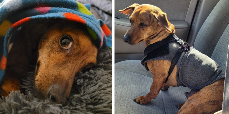 dog, blanket, reactive dogs, reactive dog tips, reactive dogs advice, Animal Emergency & Referral Center of Minnesota, pet health, pet safety, Twin Cities veterinary clinic, Twin Cities emergency vet