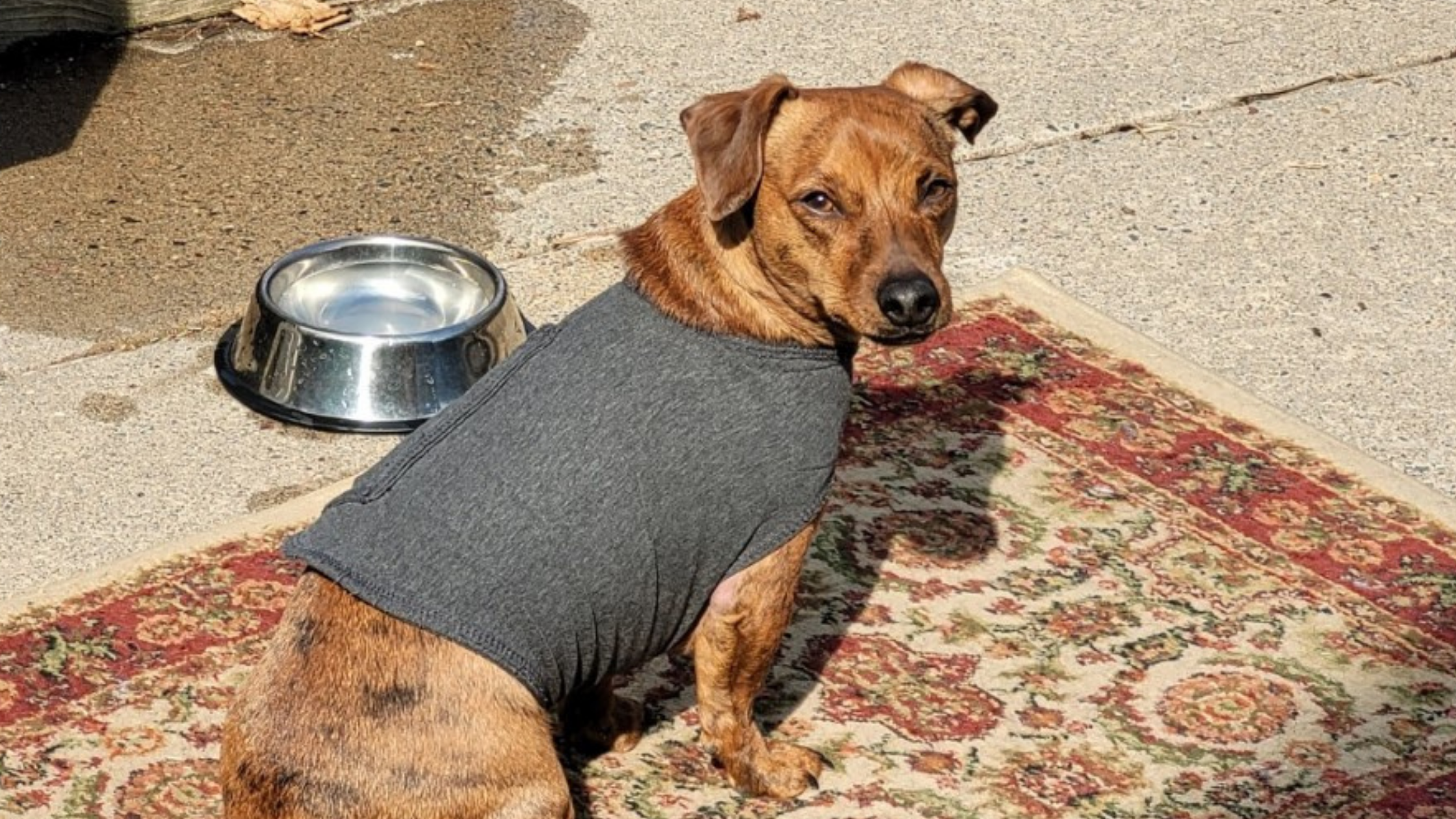 Reactivity in Dogs | Part III: Tips and Tricks