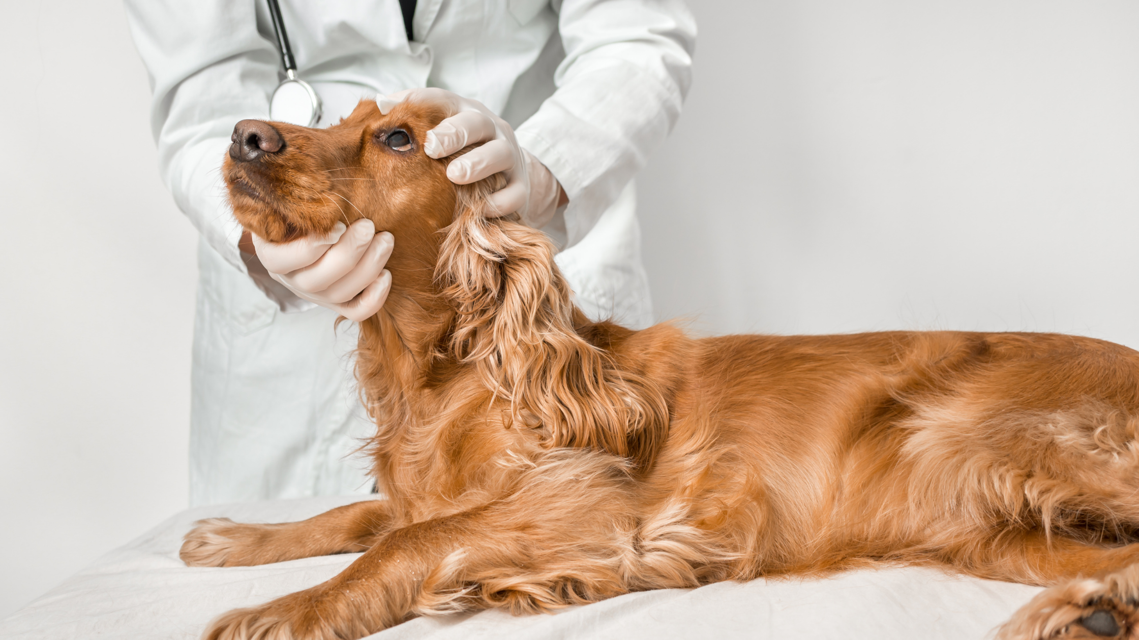 What to Expect for Your Pet’s First Ophthalmology Appointment